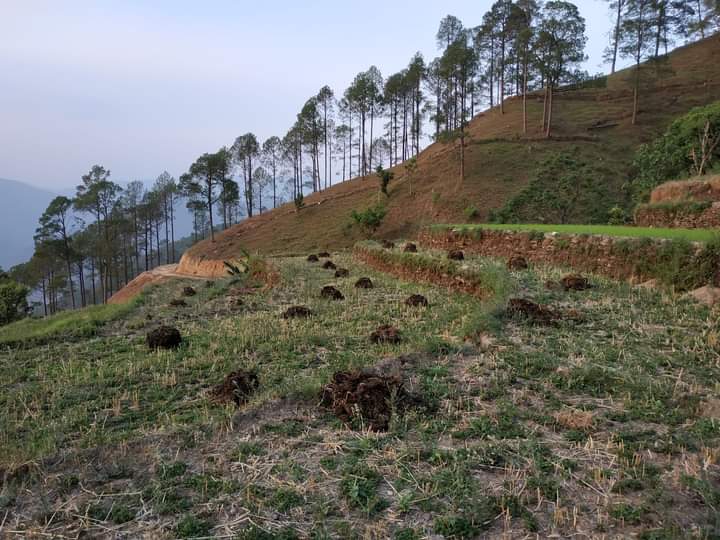 जाजरकोटमा आठ हजार ६८६ हेक्टर  खेतीयोग्य जमिन बाँझै !